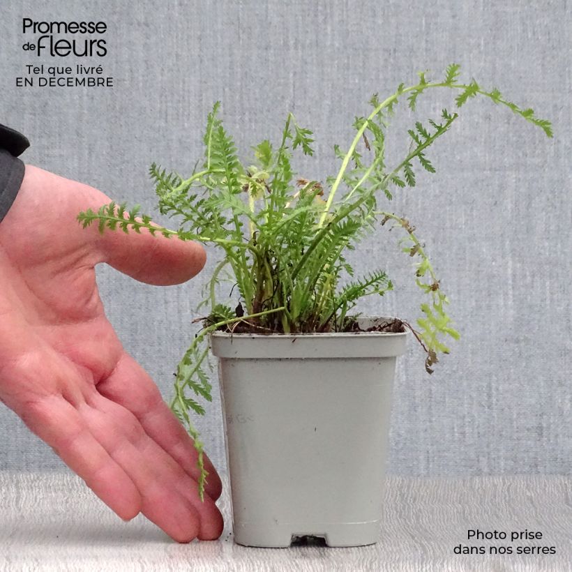 Achillea fillipendulina Cloth of Gold Vasetto da 8/9 cm esemplare consegnato in inverno