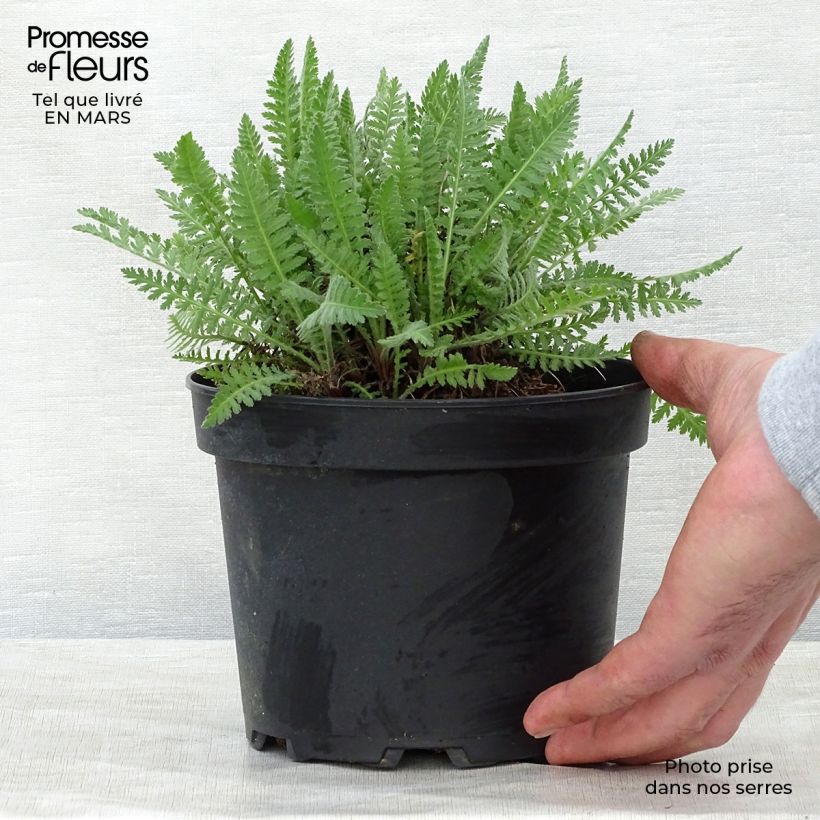 Achillea fillipendulina Cloth of Gold Vaso da 2L/3L esemplare consegnato in primavera