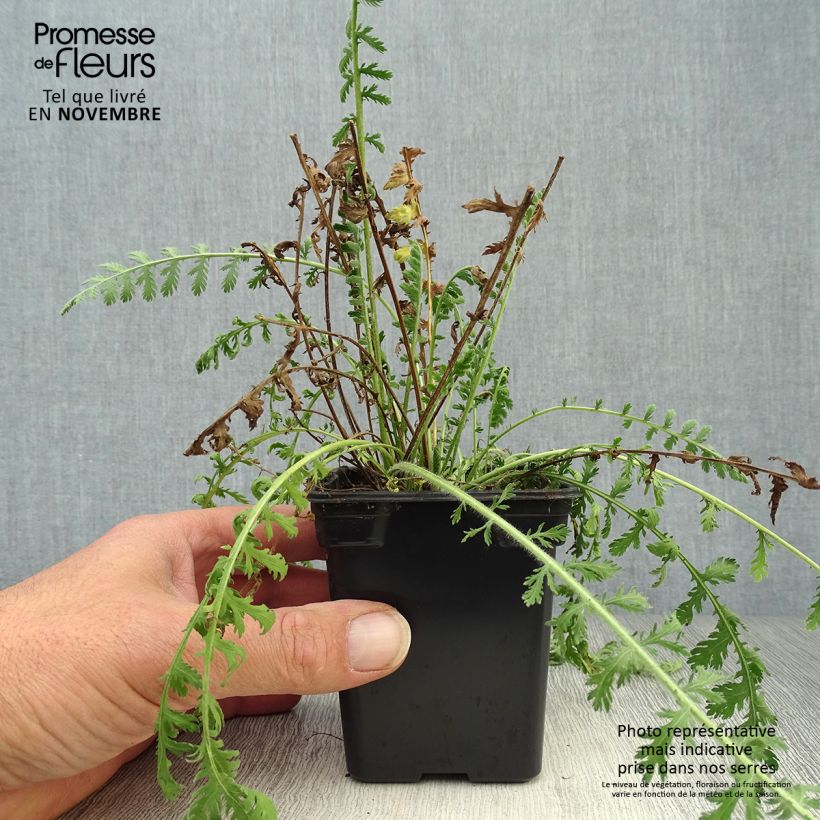 Esemplare di Achillea filipendulina Golden Plate Vasetto da 7/8 cm come consegnato in autunno