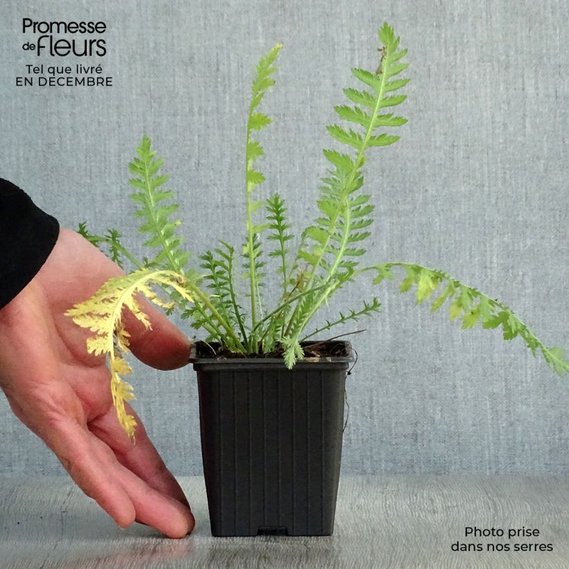 Achillea filipendulina Golden Plate Vasetto da 7/8 cm esemplare consegnato in inverno