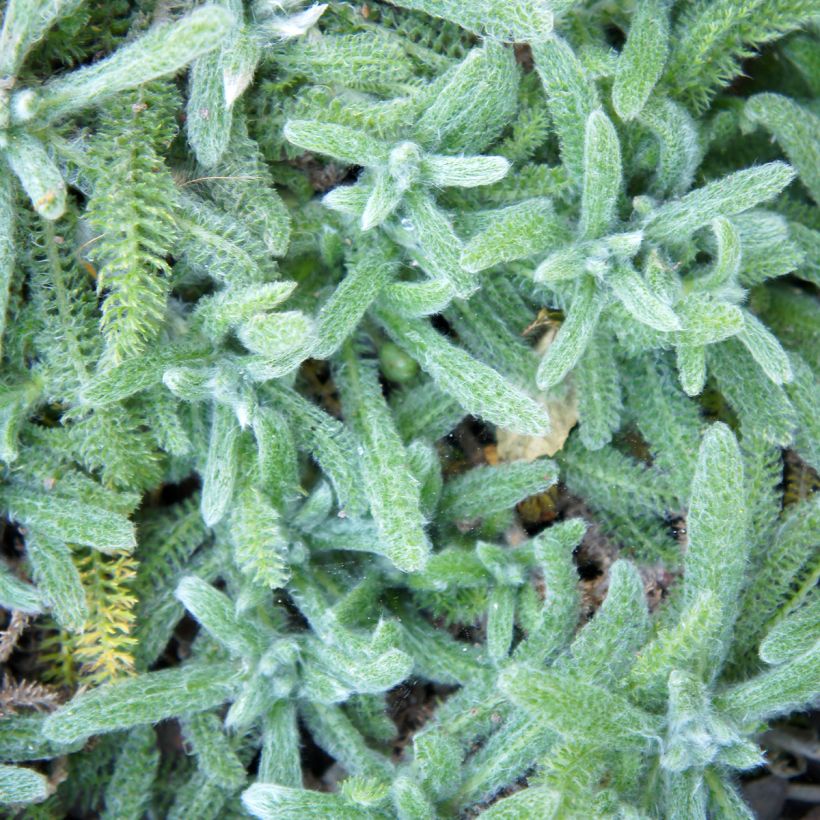 Achillea tomentosa Aurea - Millefoglio giallo (Fogliame)