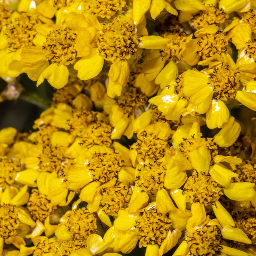 Achillea tomentosa Aurea - Millefoglio giallo (Fioritura)