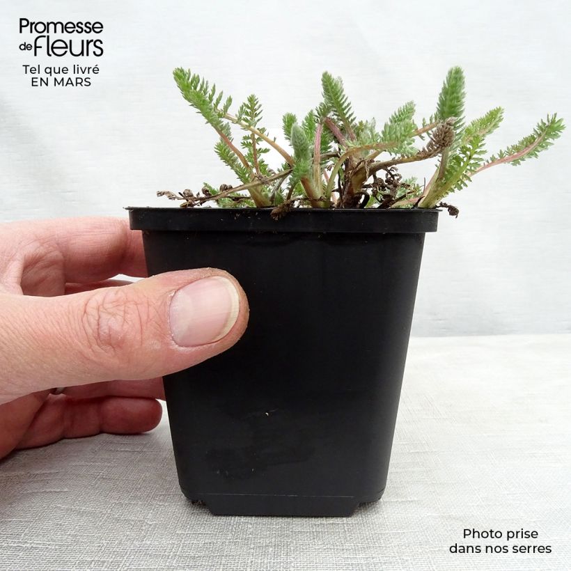 Achillea millefolium Alabaster Vasetto da 8/9 cm esemplare consegnato in primavera