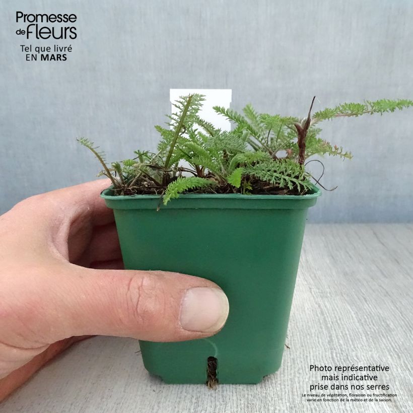 Achillea millefolium Cassis Vasetto da 8/9 cm esemplare consegnato in primavera