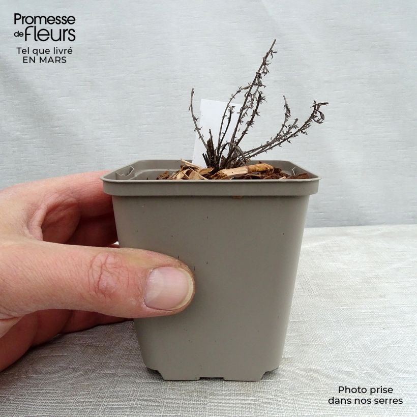 Achillea millefolium Hannelore Pahl Vasetto da 8/9 cm esemplare consegnato in inverno