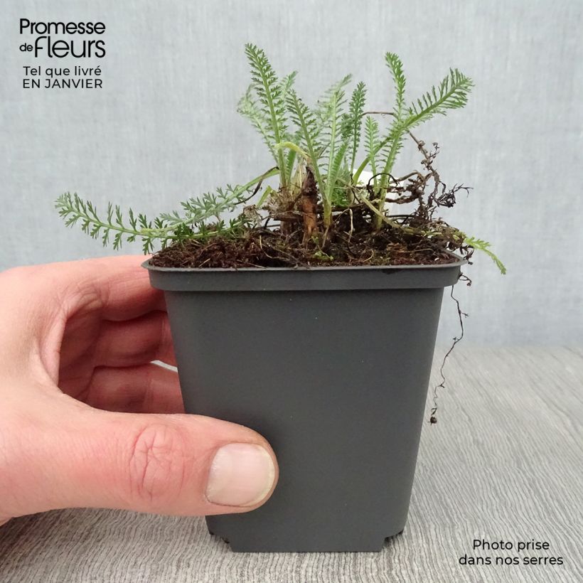 Achillea millefolium Hymne Vasetto da 8/9 cm esemplare consegnato in inverno