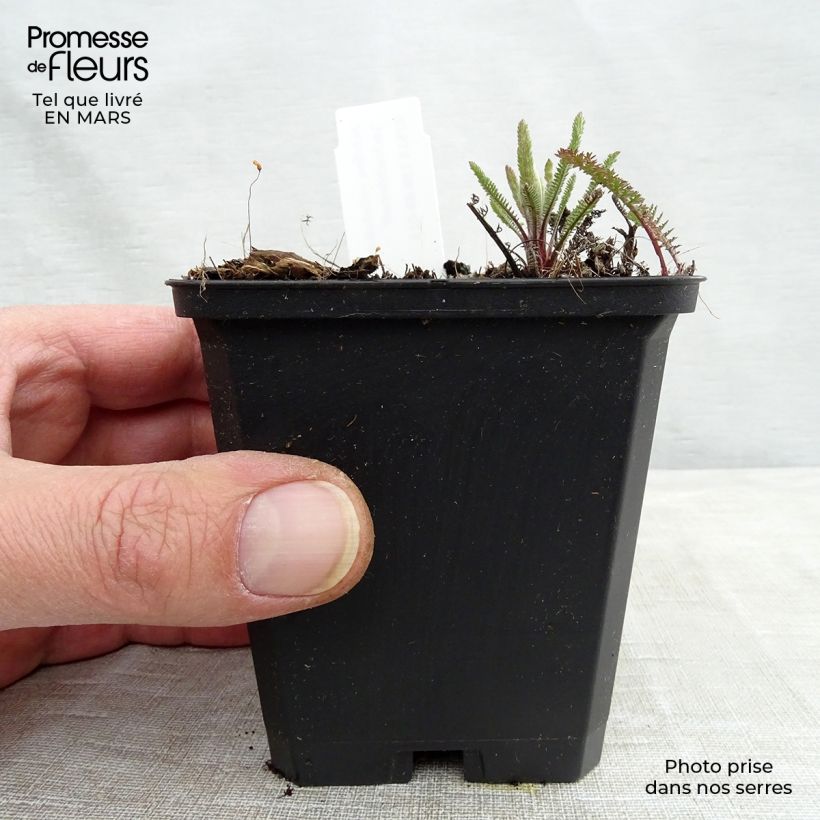 Achillea millefolium Lachsschönheit Vasetto da 8/9 cm esemplare consegnato in inverno