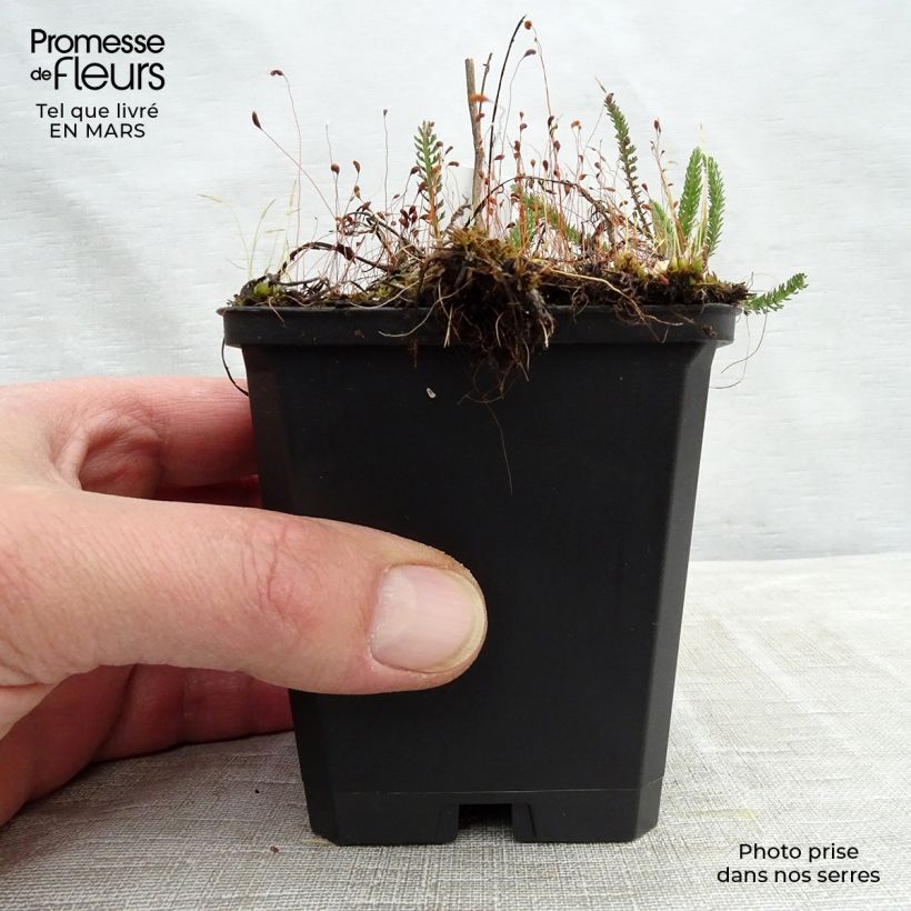 Achillea millefolium Sammetriese Vasetto da 8/9 cm esemplare consegnato in inverno