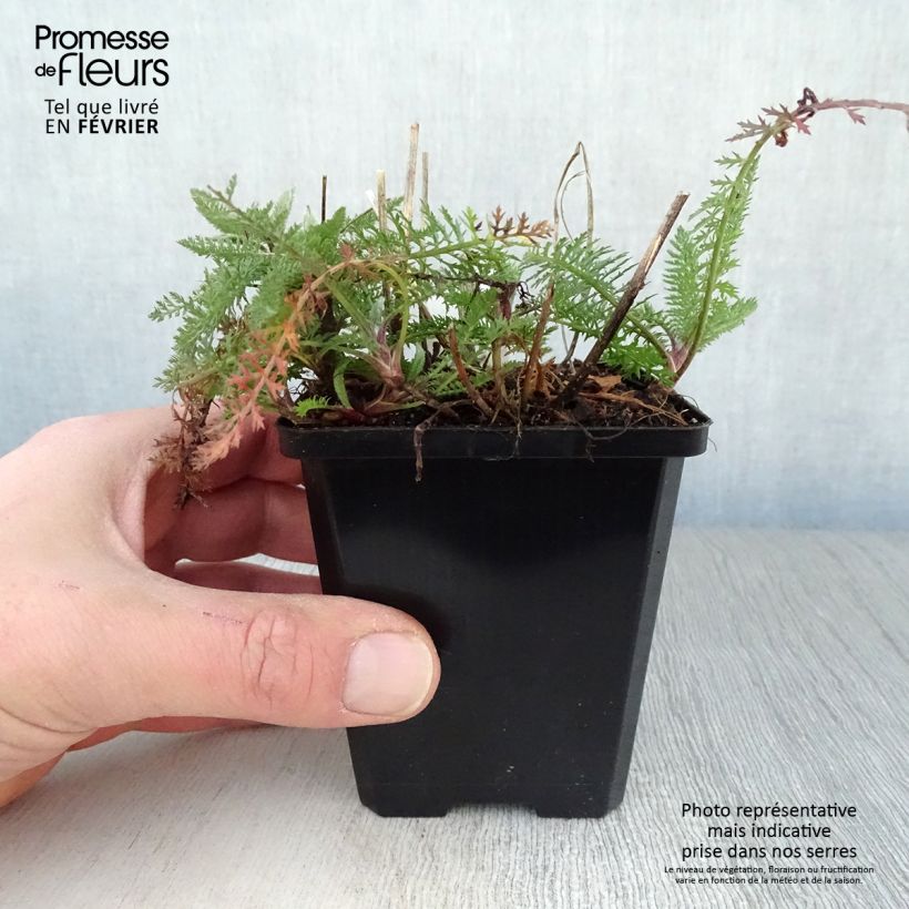 Achillea millefolium Schneetaler Vasetto da 8/9 cm esemplare consegnato in inverno