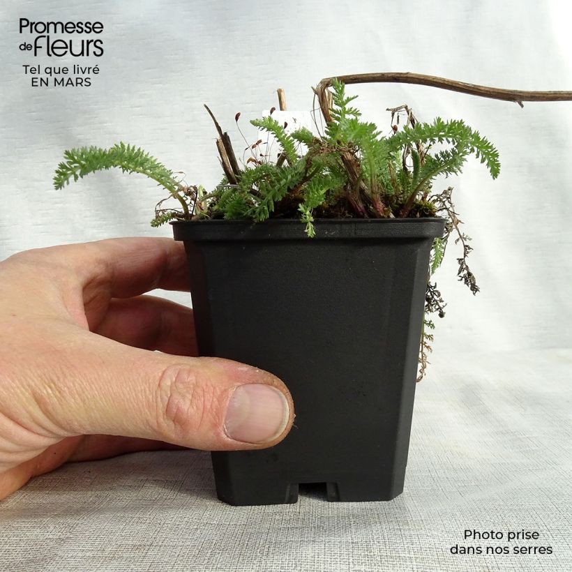 Achillea millefolium Schneetaler Vasetto da 8/9 cm esemplare consegnato in primavera