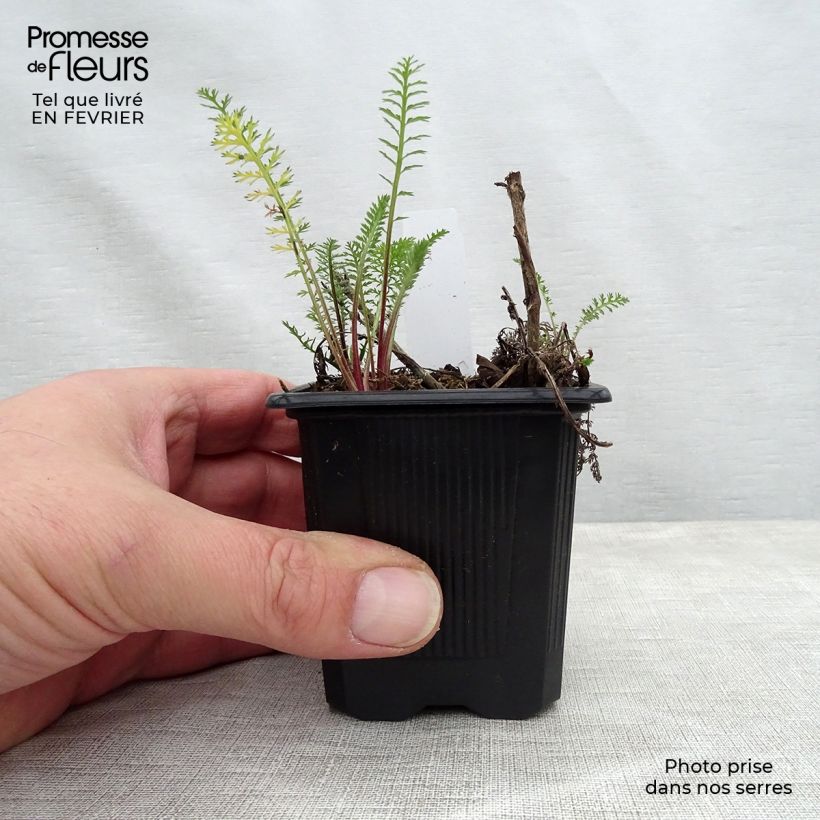 Achillea millefolium Wesersandstein Vasetto da 8/9 cm esemplare consegnato in inverno