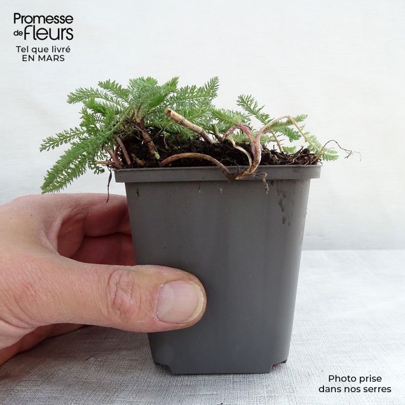 Achillea millefolium White Beauty Vasetto da 8/9 cm esemplare consegnato in primavera