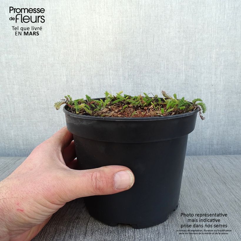 Achillea millefolium White Beauty Vaso da 2L/3L esemplare consegnato in inverno