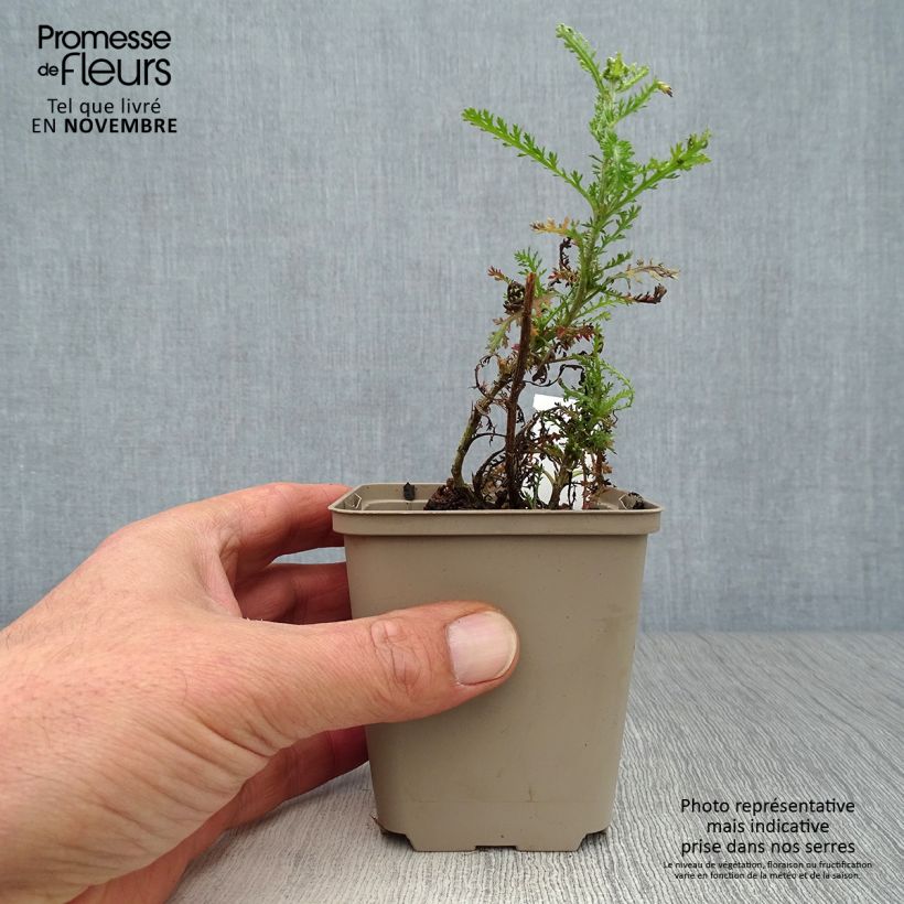 Esemplare di Achillea millefolium Tutti Frutti Apricot Delight Vasetto da 8/9 cm come consegnato in autunno
