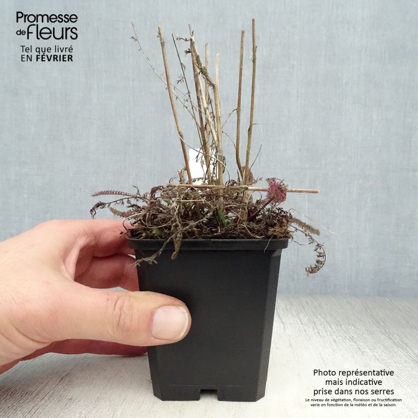 Achillea millefolium Tutti Frutti Apricot Delight Vasetto da 8/9 cm esemplare consegnato in inverno