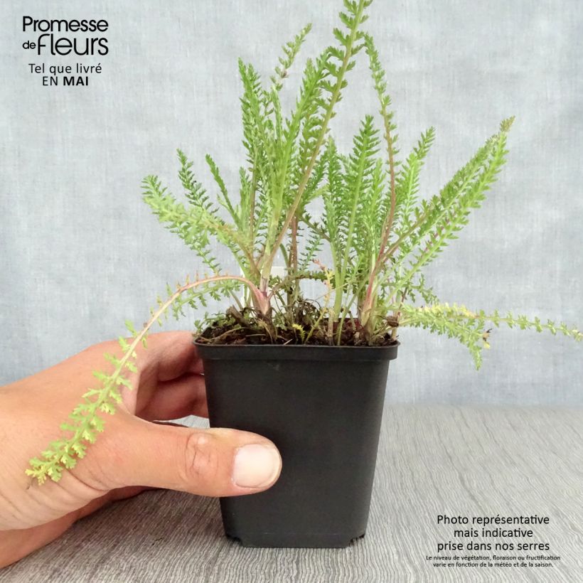 Achillea millefolium Tutti Frutti Apricot Delight Vasetto da 8/9 cm esemplare consegnato in primavera