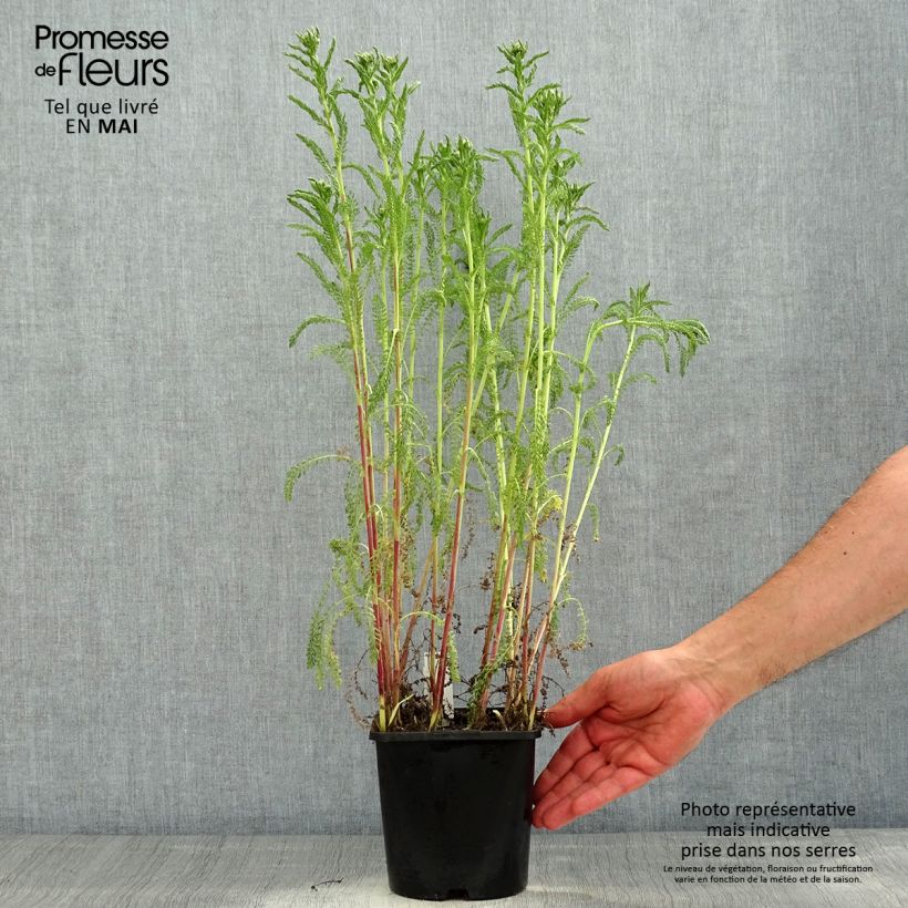 Achillea millefolium Tutti Frutti Apricot Delight Vaso da 2L/3L esemplare consegnato in primavera