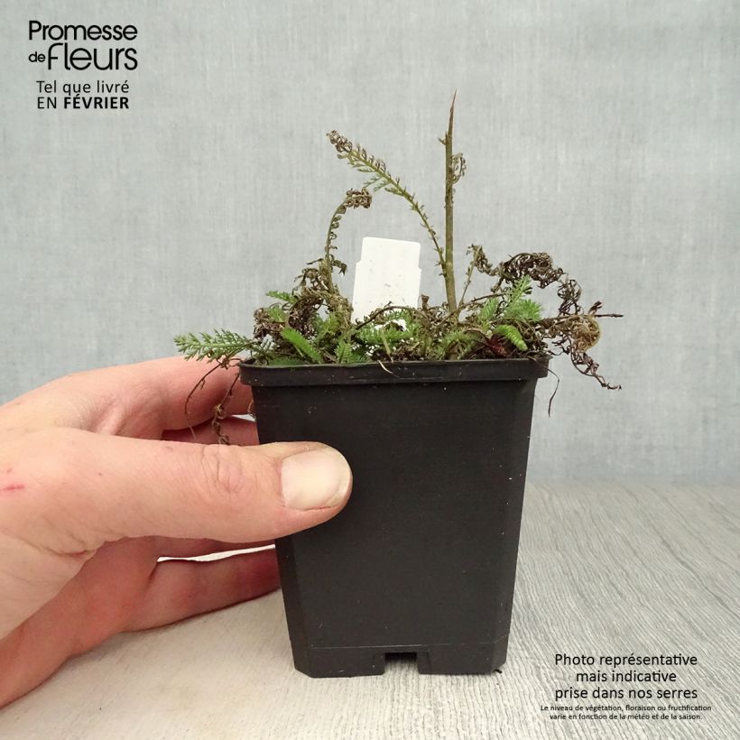 Achillea millefolium Apfelblute Vasetto da 8/9 cm esemplare consegnato in inverno