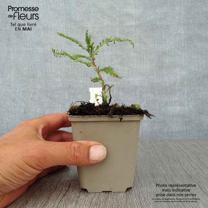 Achillea millefolium Apfelblute Vasetto da 8/9 cm esemplare consegnato in primavera