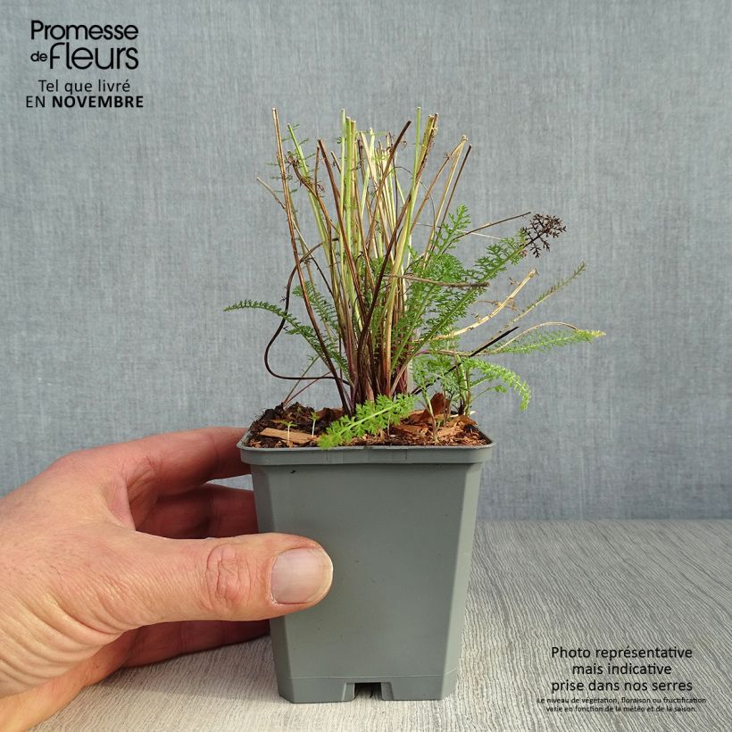Esemplare di Achillea millefolium Cerise Queen Vasetto da 8/9 cm come consegnato in autunno