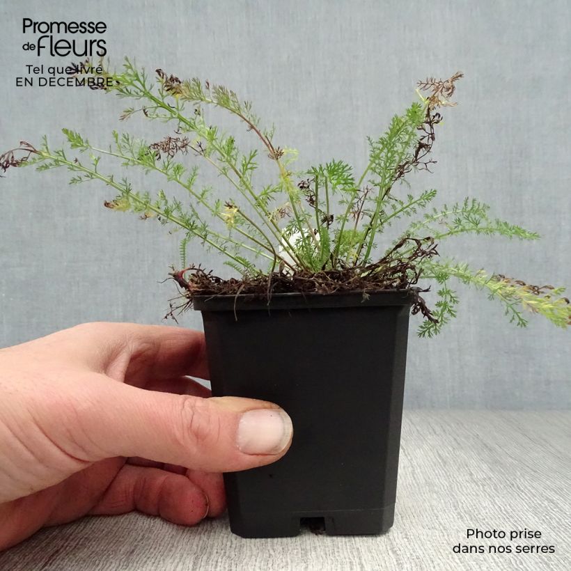 Achillea millefolium Cerise Queen Vasetto da 8/9 cm esemplare consegnato in inverno