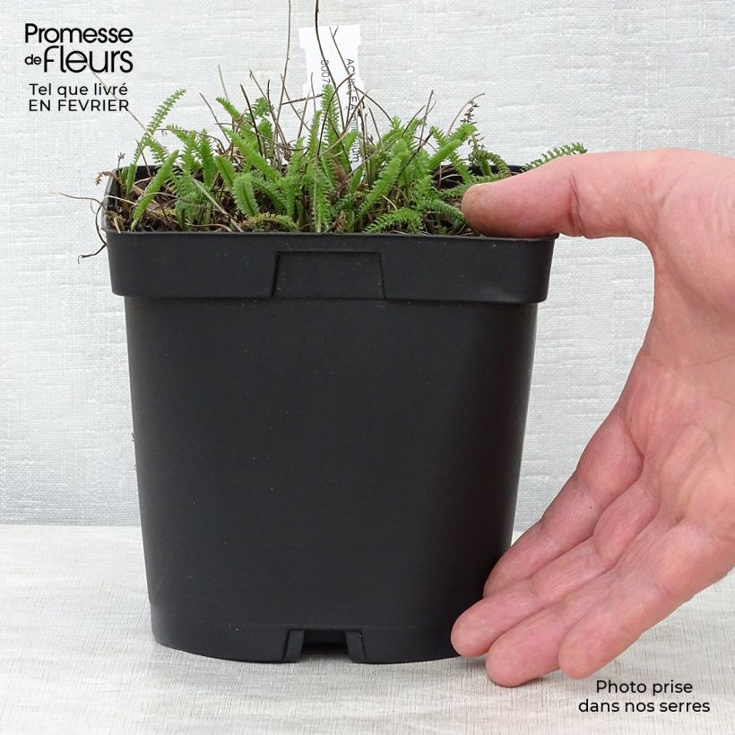 Achillea millefolium Cerise Queen Vaso da 2L/3L esemplare consegnato in inverno