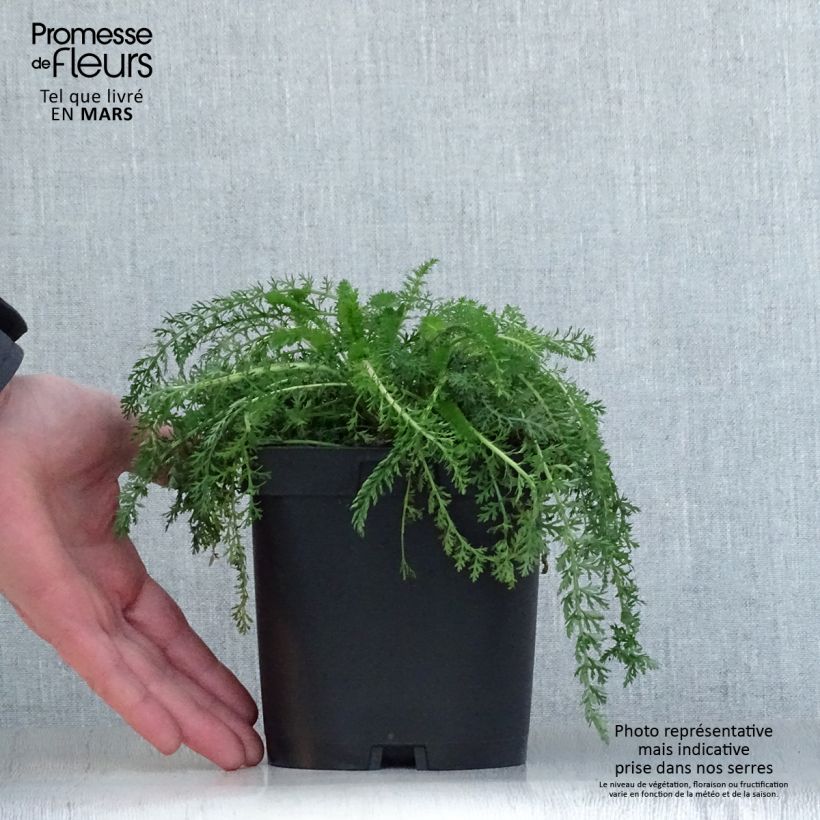 Achillea millefolium Cerise Queen Vaso da 2L/3L esemplare consegnato in primavera