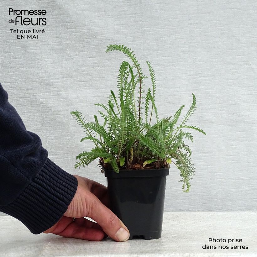 Achillea millefolium Cerise Queen Vasetto da 8/9 cm esemplare consegnato in primavera