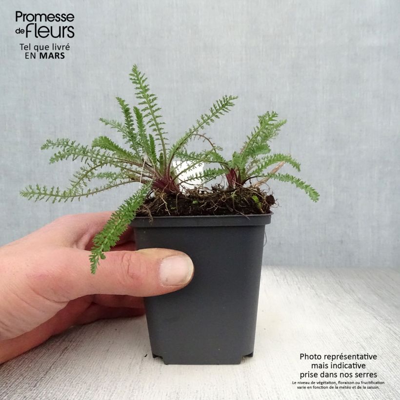 Achillea millefolium Excel Vasetto da 8/9 cm esemplare consegnato in primavera