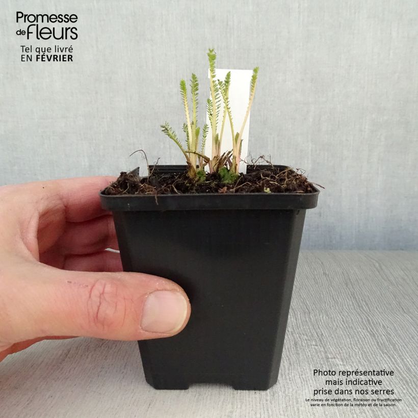 Achillea millefolium Feuerland Vasetto da 8/9 cm esemplare consegnato in inverno