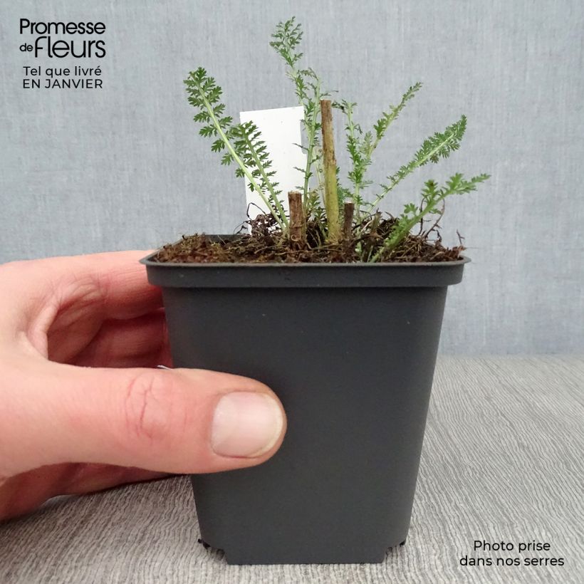 Achillea millefolium Heinrich Vogeler Vasetto da 8/9 cm esemplare consegnato in inverno