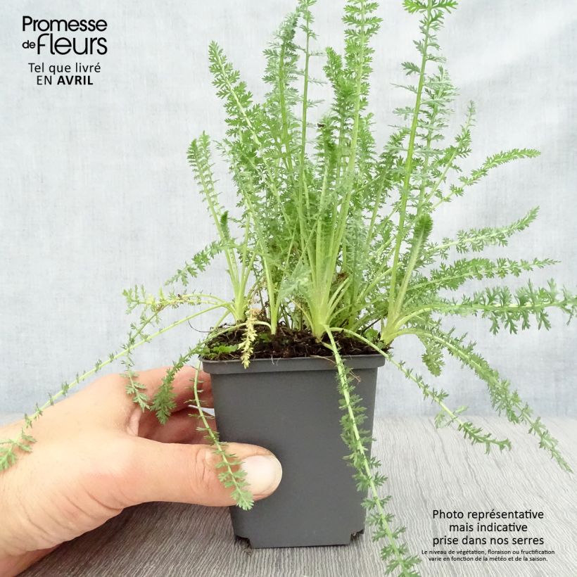 Achillea millefolium Heinrich Vogeler Vasetto da 8/9 cm esemplare consegnato in primavera