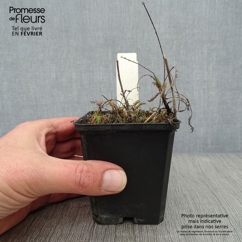 Achillea millefolium Lilac Beauty Vasetto da 8/9 cm esemplare consegnato in inverno