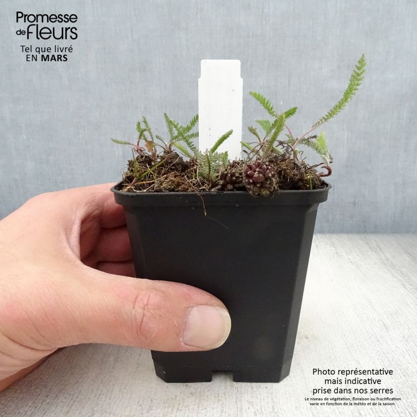 Achillea millefolium Lilac Beauty Vasetto da 8/9 cm esemplare consegnato in primavera