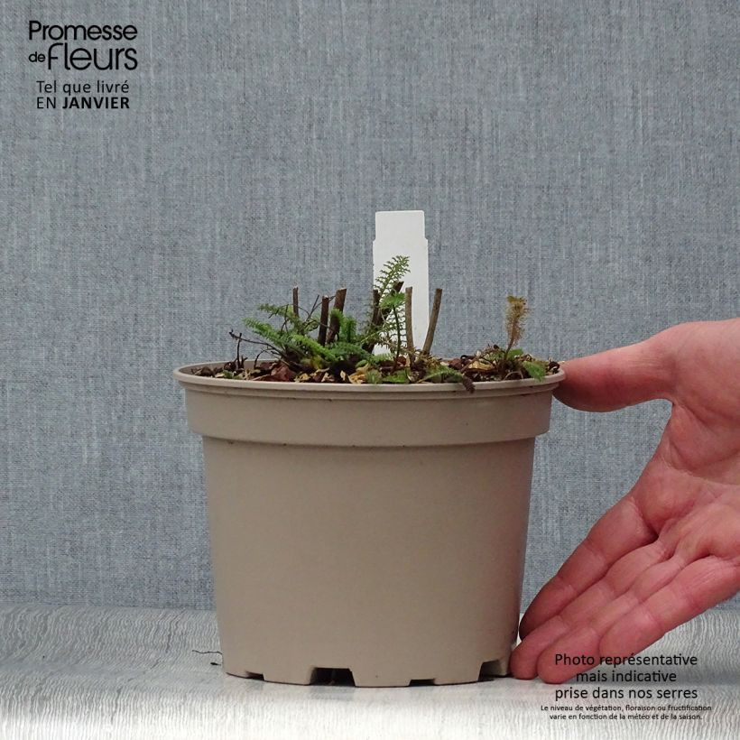 Achillea millefolium Lilac Beauty Vaso da 2L/3L esemplare consegnato in inverno