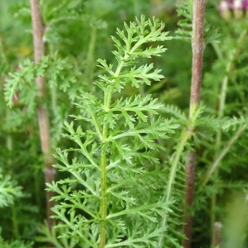 Achillea millefolium New Vintage Violet (Fogliame)