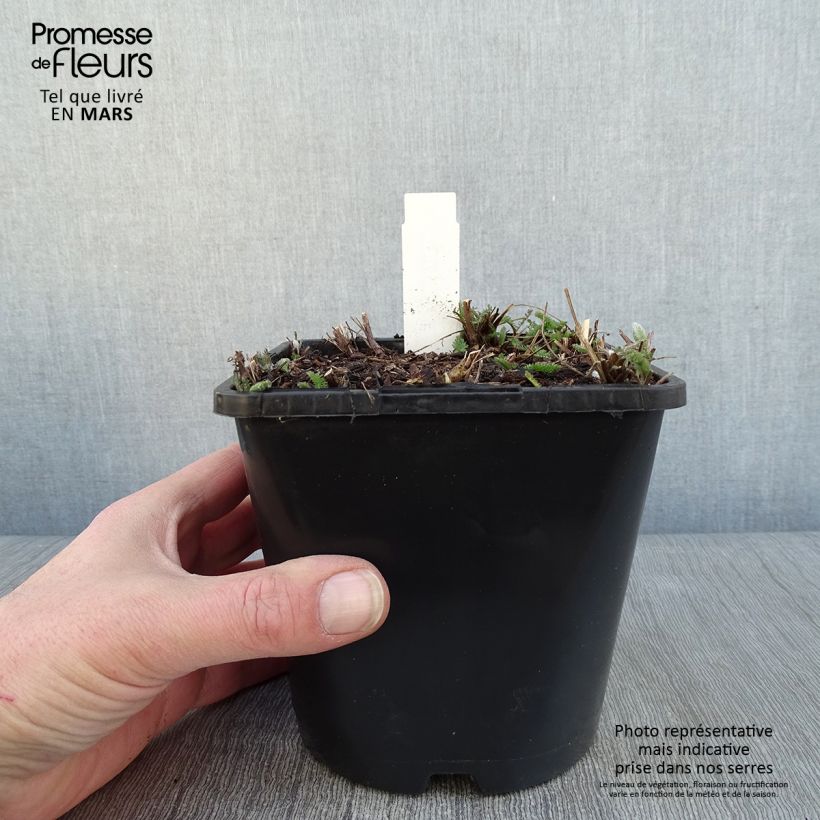 Achillea millefolium New Vintage Violet Vaso da 2L/3L esemplare consegnato in inverno