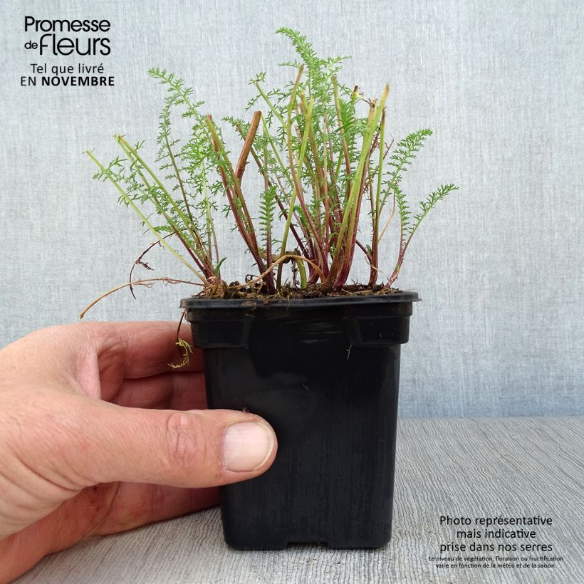 Esemplare di Achillea millefolium Paprika Vasetto da 7/8 cm come consegnato in autunno