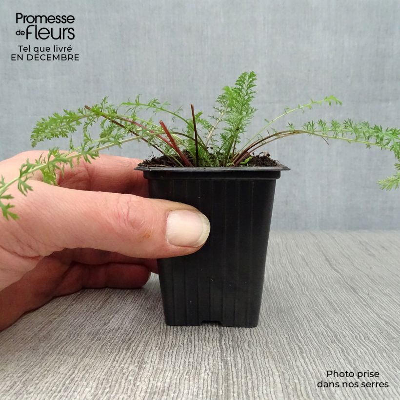 Achillea millefolium Paprika Vasetto da 7/8 cm esemplare consegnato in inverno