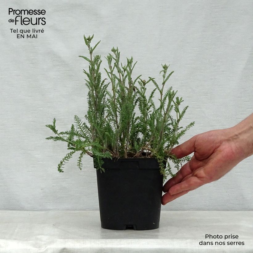 Achillea millefolium Paprika Vaso da 2L/3L esemplare consegnato in primavera