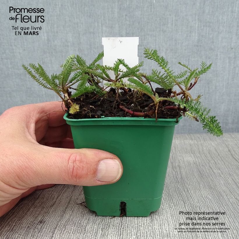 Achillea millefolium Peachy Seduction Vasetto da 8/9 cm esemplare consegnato in inverno