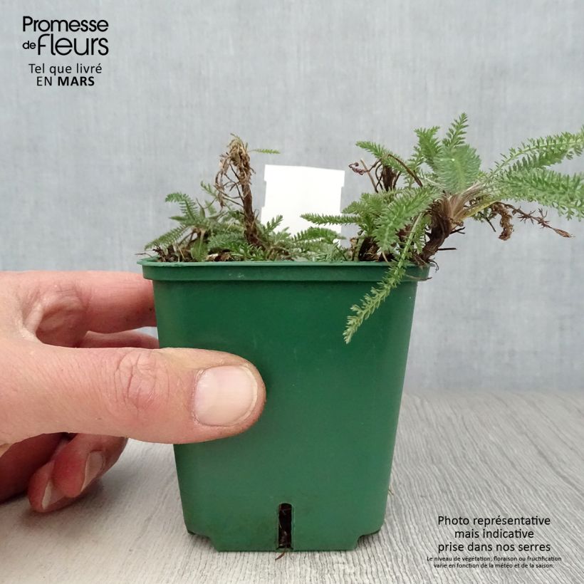 Achillea millefolium Peachy Seduction Vasetto da 8/9 cm esemplare consegnato in primavera