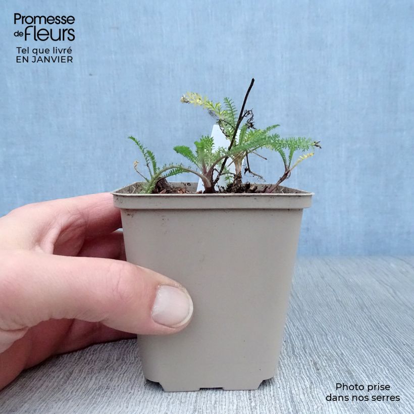 Achillea millefolium Petra Vasetto da 8/9 cm esemplare consegnato in inverno