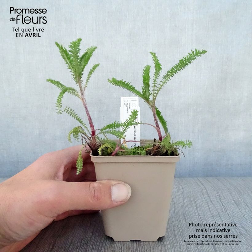 Achillea millefolium Petra Vasetto da 8/9 cm esemplare consegnato in primavera