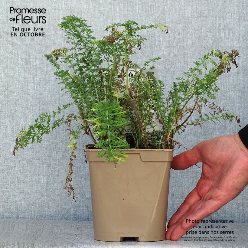 Esemplare di Achillea millefolium Pomegranate Vaso da 2L/3L come consegnato in autunno