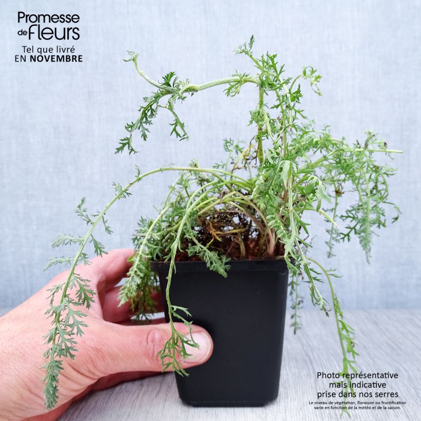 Esemplare di Achillea millefolium Red Velvet Vasetto da 8/9 cm come consegnato in autunno