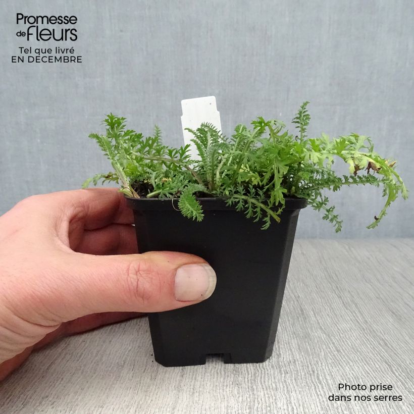 Achillea millefolium Red Velvet Vasetto da 8/9 cm esemplare consegnato in inverno