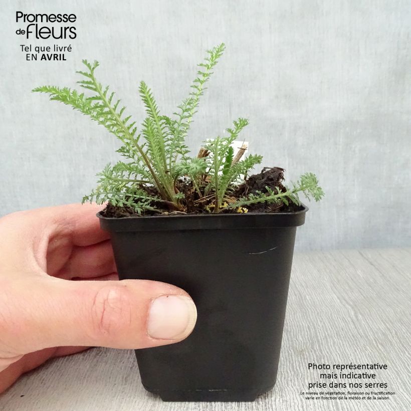 Achillea millefolium Red Velvet Vasetto da 8/9 cm esemplare consegnato in primavera