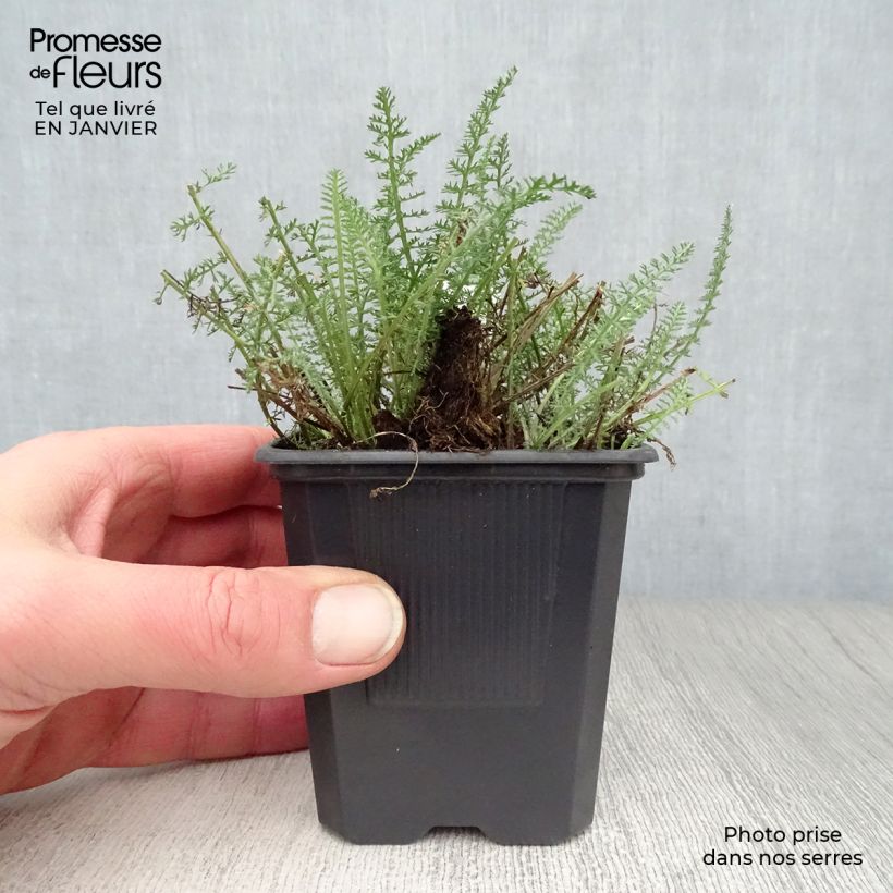 Achillea millefolium Saucy Seduction Vasetto da 8/9 cm esemplare consegnato in inverno