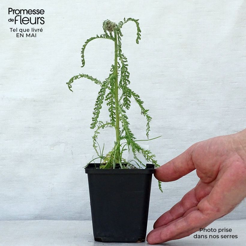 Achillea millefolium Saucy Seduction Vasetto da 8/9 cm esemplare consegnato in primavera